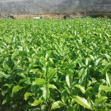 茶苗，良种茶苗