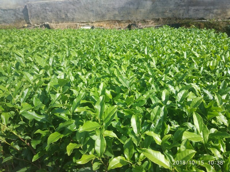 茶苗，良种茶苗