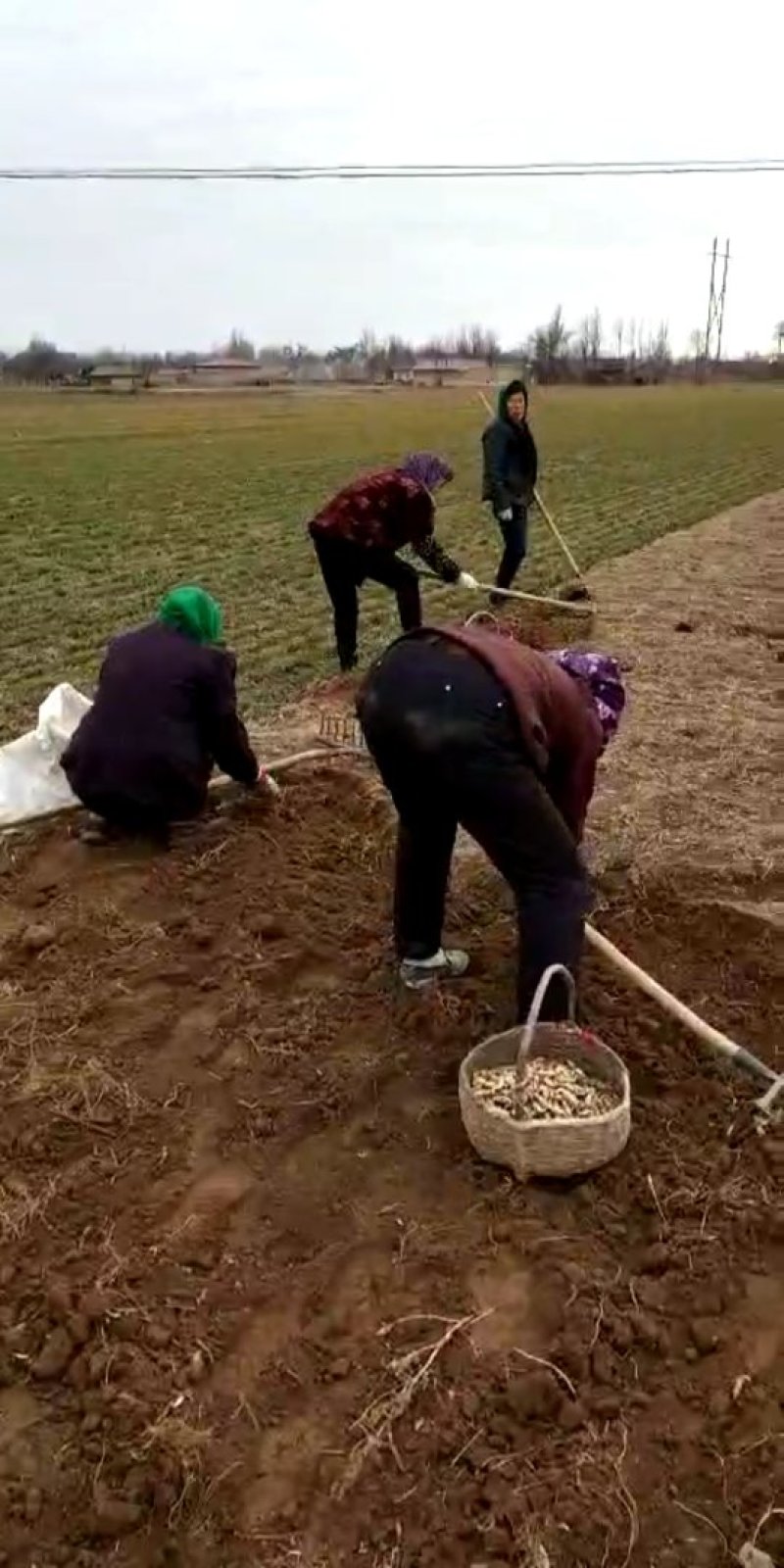 螺丝菜2019年300亩大量供应欢迎客商实地考察收购