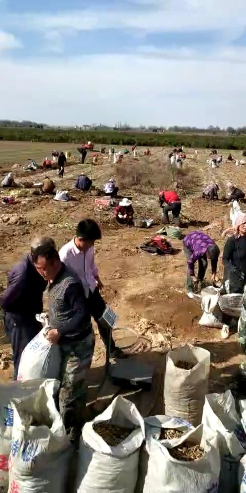 螺丝菜2019年300亩大量供应欢迎客商实地考察收购