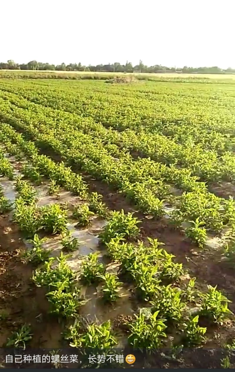 螺丝菜2019年300亩大量供应欢迎客商实地考察收购