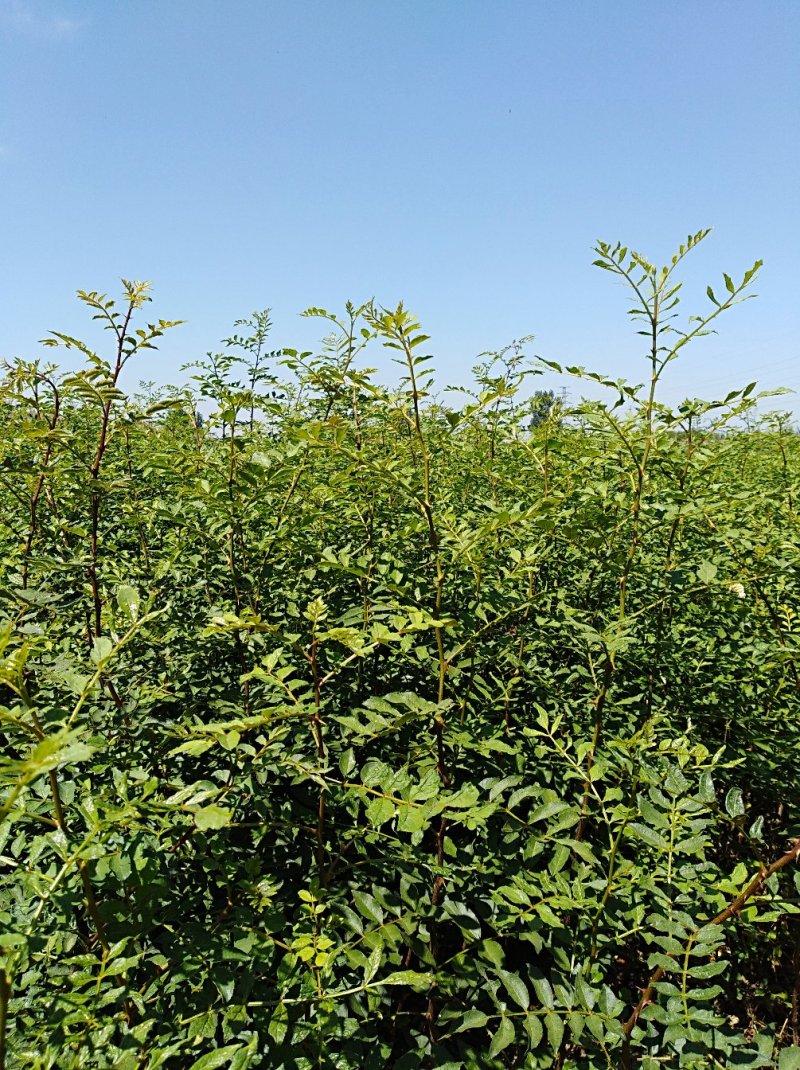 专业供应大红袍花椒苗九叶青花椒树苗批发
