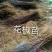 专业供应大红袍花椒苗九叶青花椒树苗批发