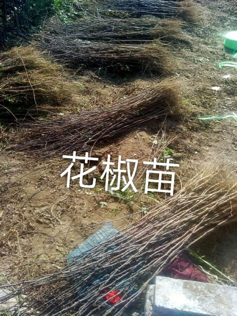 专业供应大红袍花椒苗九叶青花椒树苗批发