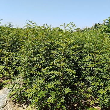 专业供应大红袍花椒苗九叶青花椒树苗批发