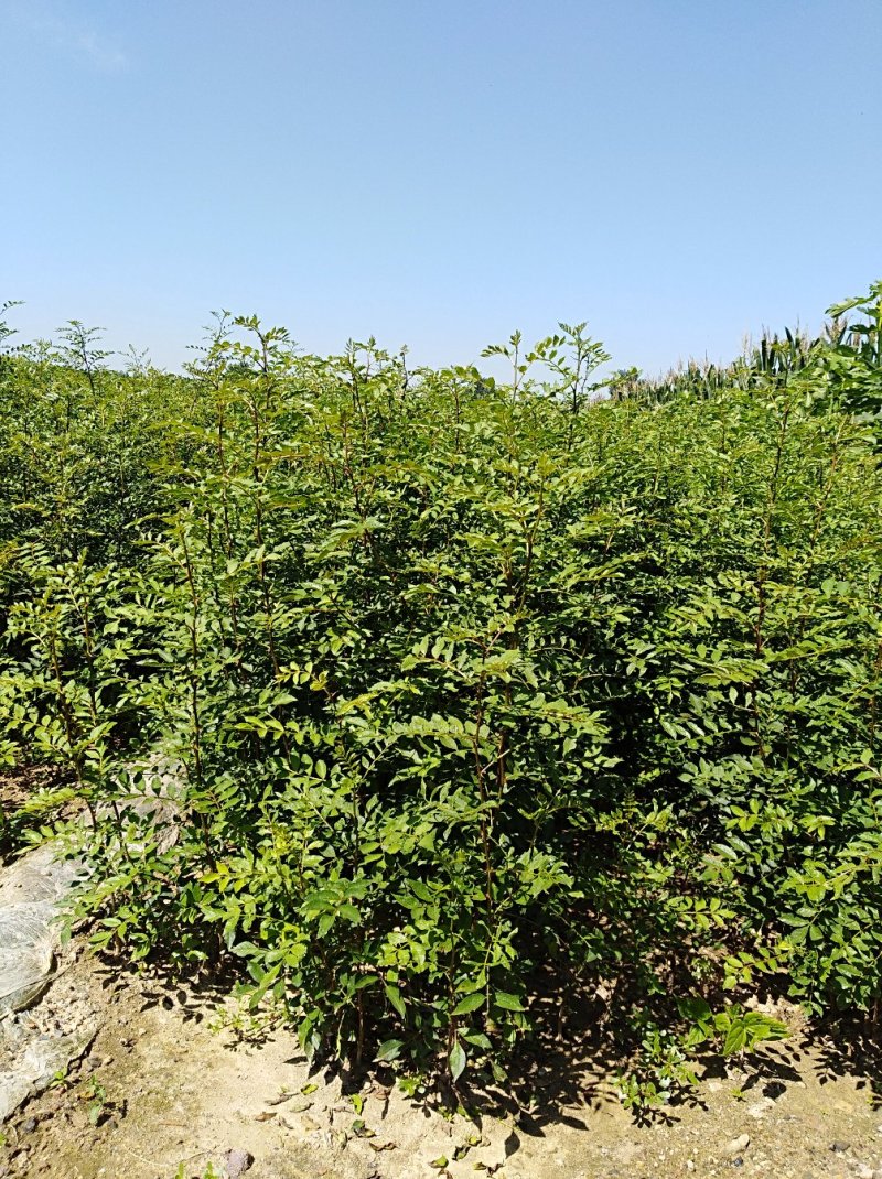 专业供应大红袍花椒苗九叶青花椒树苗批发