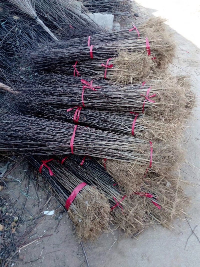 专业供应大红袍花椒苗九叶青花椒树苗批发