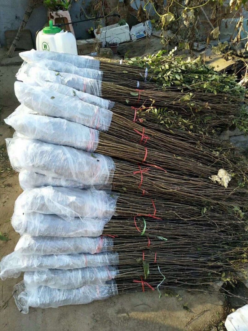 专业供应大红袍花椒苗九叶青花椒树苗批发