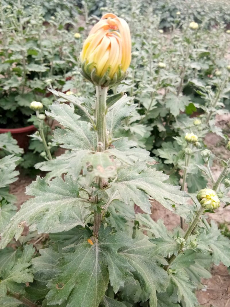 菊花