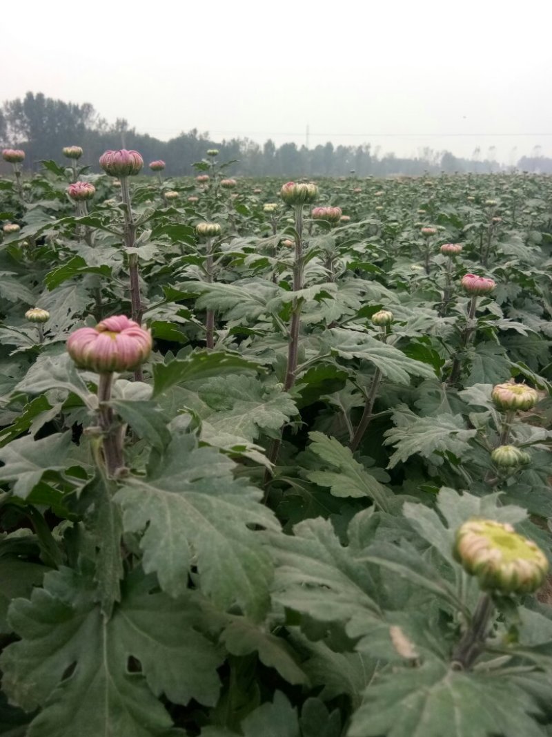 菊花