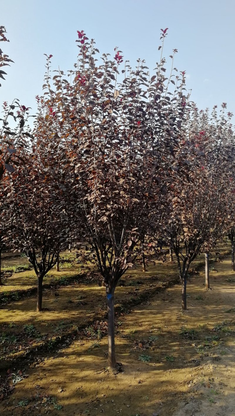 红叶李，基地供应6-7公分红叶李，8-9公分紫叶李，10