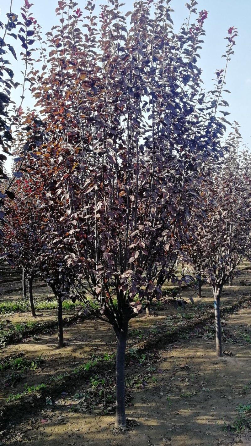 红叶李，基地供应6-7公分红叶李，8-9公分紫叶李，10