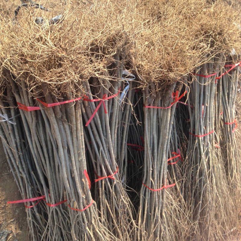 软籽石榴批发泰山红石榴苗