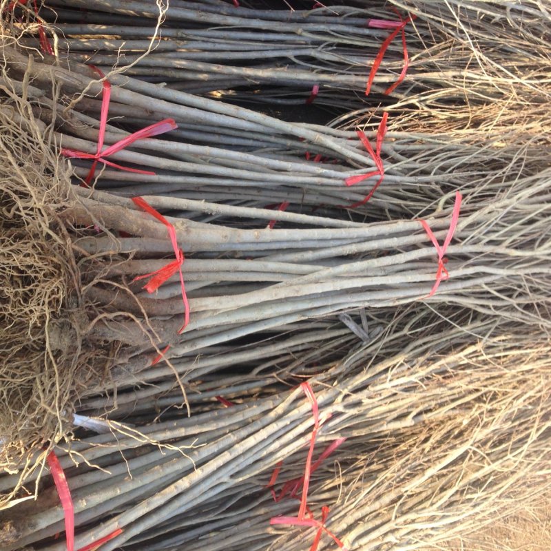 软籽石榴批发泰山红石榴苗