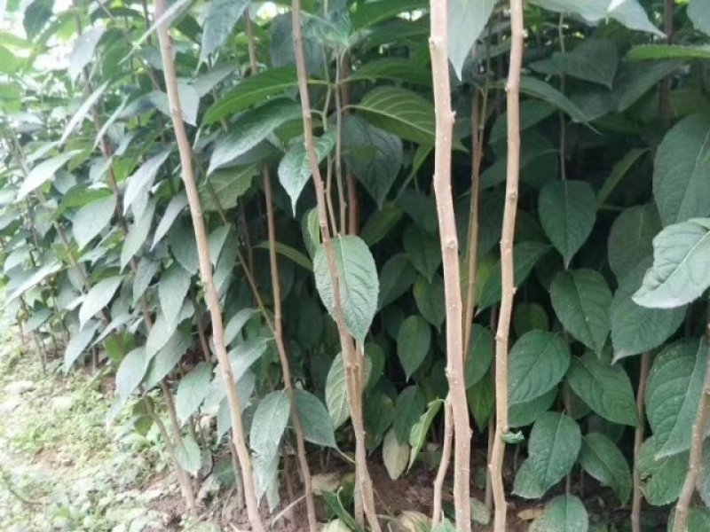 杜仲苗，基地直供，质量保证