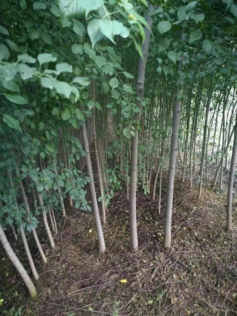 杜仲苗，基地直供，质量保证