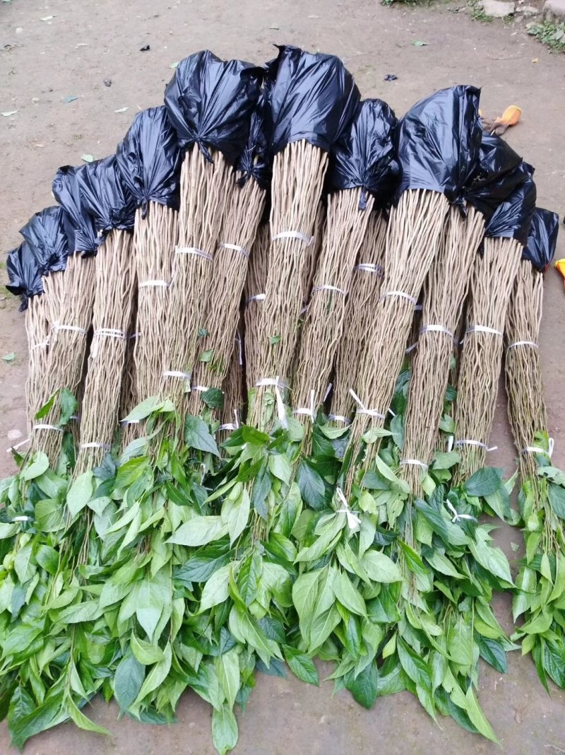 杜仲苗，基地直供，质量保证