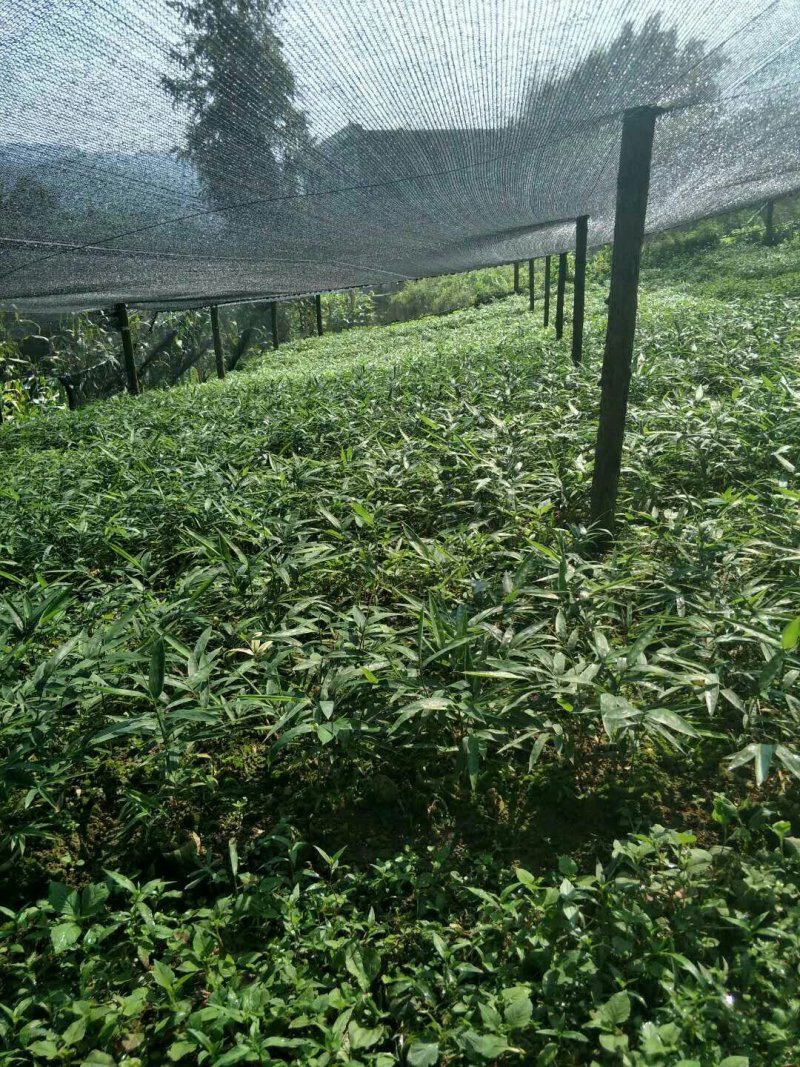 正宗方竹裸苗和杯苗批发也称金佛山方竹苗