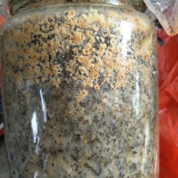 羊肚菌二级原种，小麦主料，高温灭菌，无菌操作，适温培养，