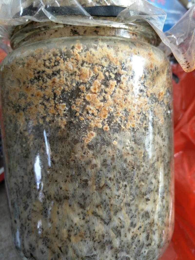 羊肚菌二级原种，小麦主料，高温灭菌，无菌操作，适温培养，