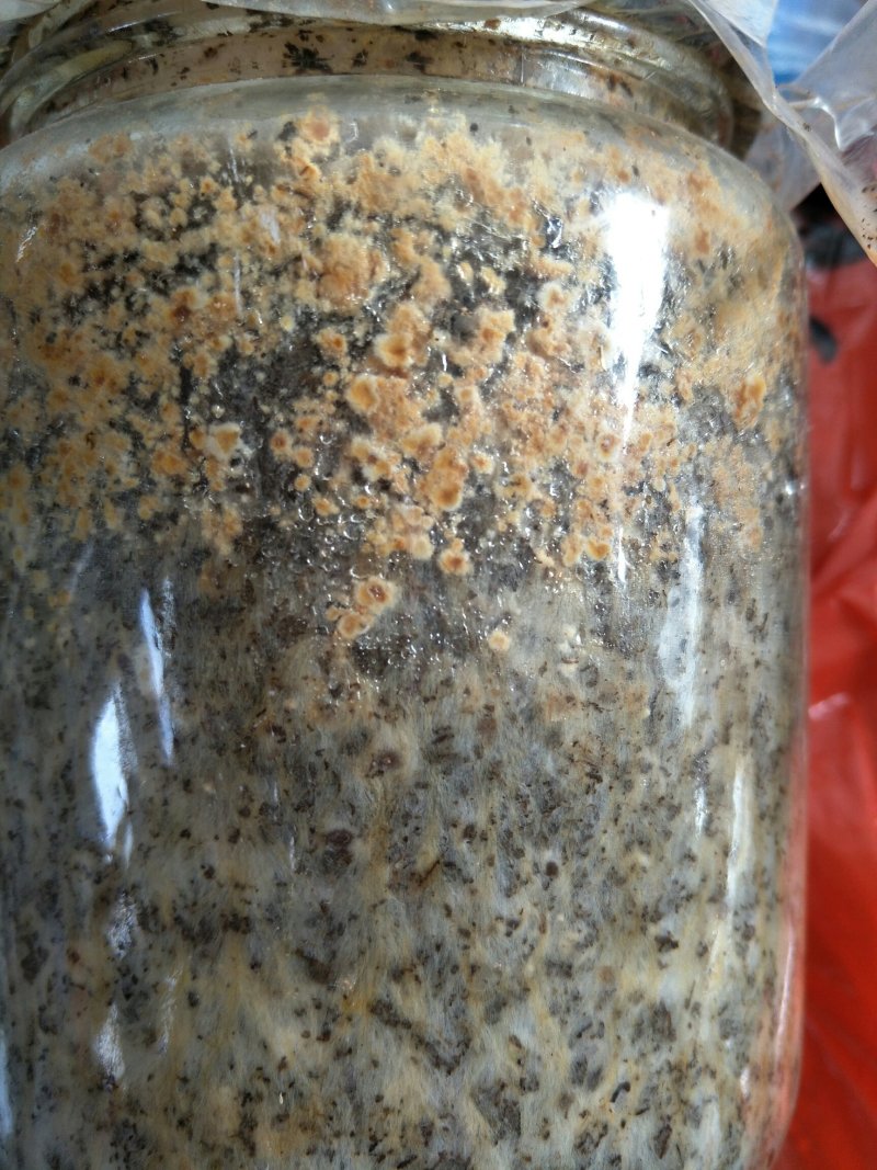 羊肚菌二级原种，小麦主料，高温灭菌，无菌操作，适温培养，