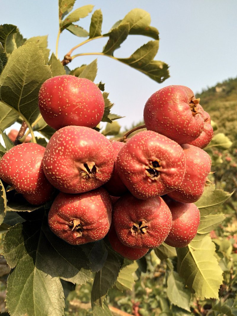 山东大金星山楂万亩基地保质保量，剪枝果,罐头果，大量上市