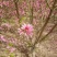 菊花碧桃，浙江菊花碧桃基地，8公分菊花碧桃价格