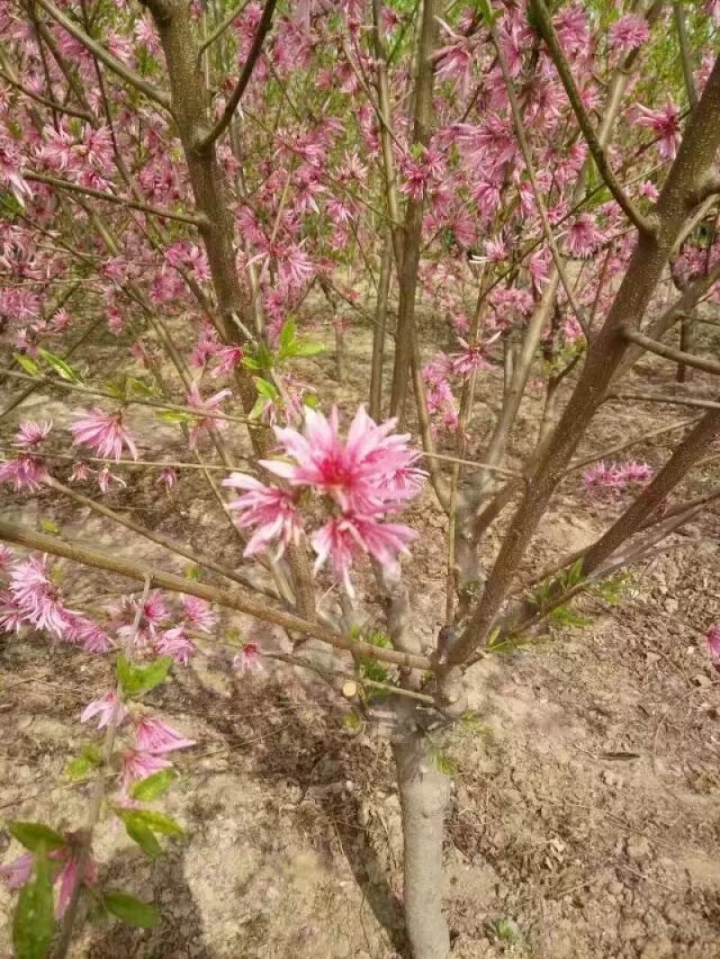 菊花碧桃，浙江菊花碧桃基地，8公分菊花碧桃价格