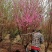 菊花碧桃，浙江菊花碧桃基地，8公分菊花碧桃价格