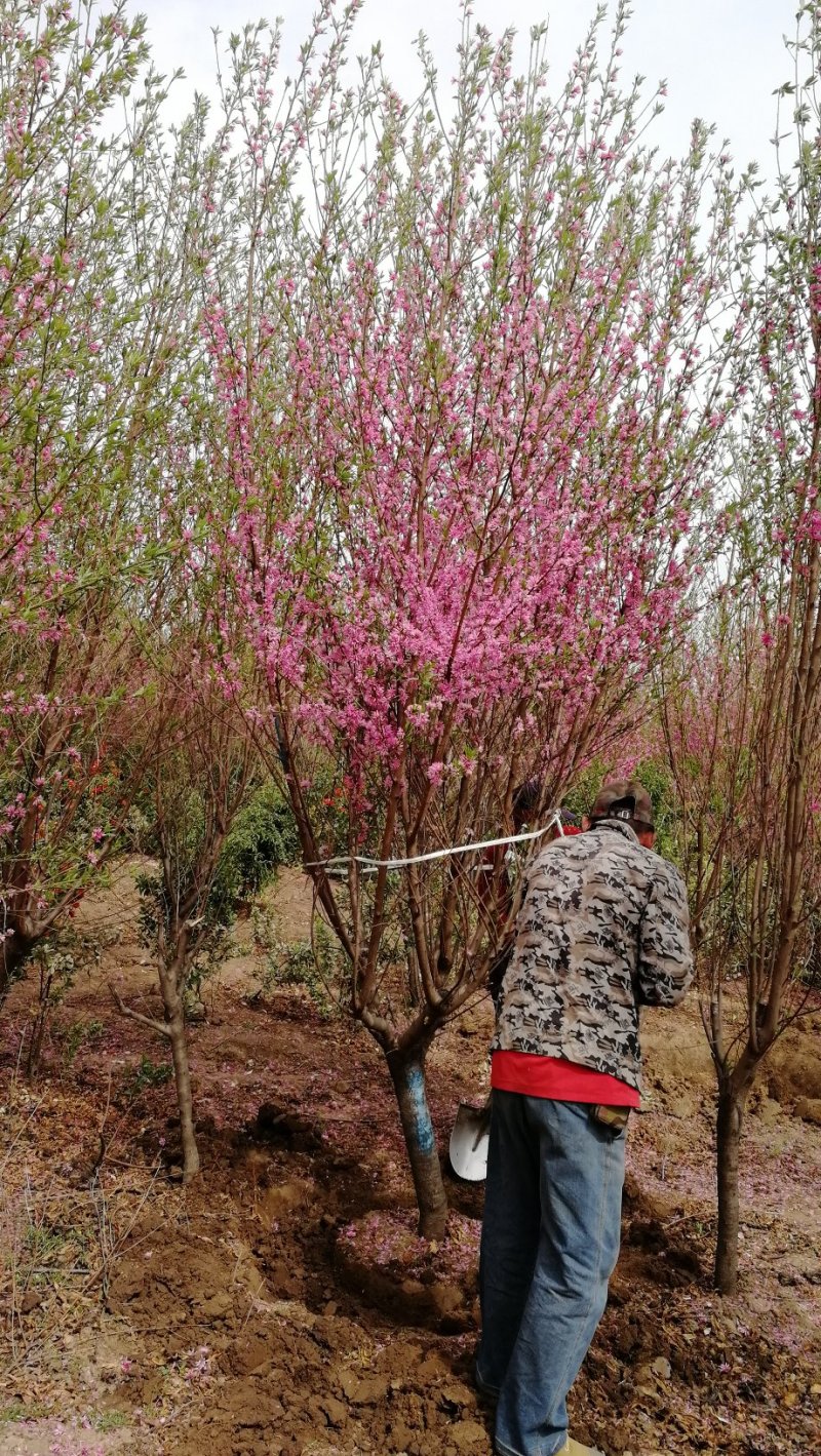 菊花碧桃，浙江菊花碧桃基地，8公分菊花碧桃价格
