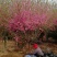 菊花碧桃，浙江菊花碧桃基地，8公分菊花碧桃价格