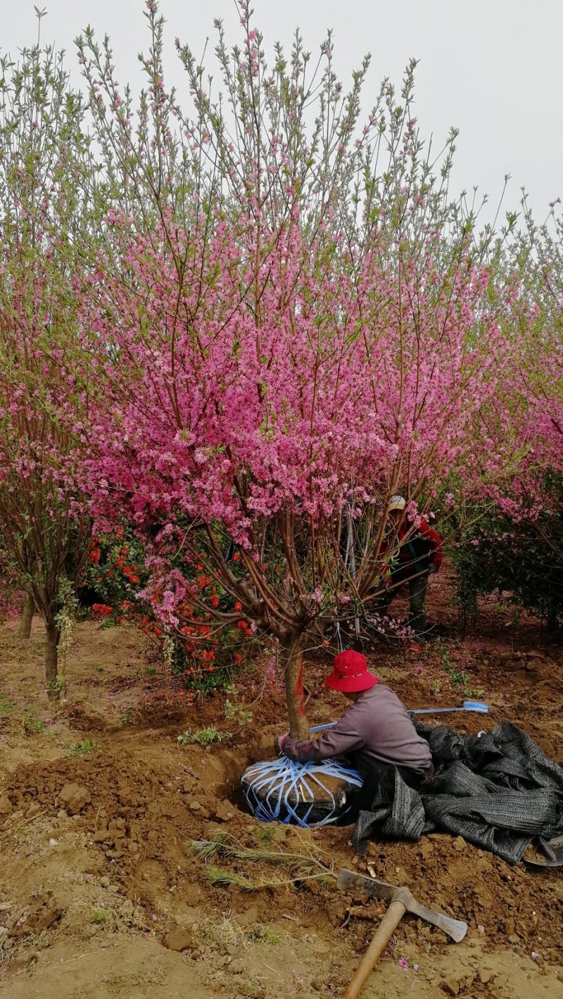 菊花碧桃，浙江菊花碧桃基地，8公分菊花碧桃价格