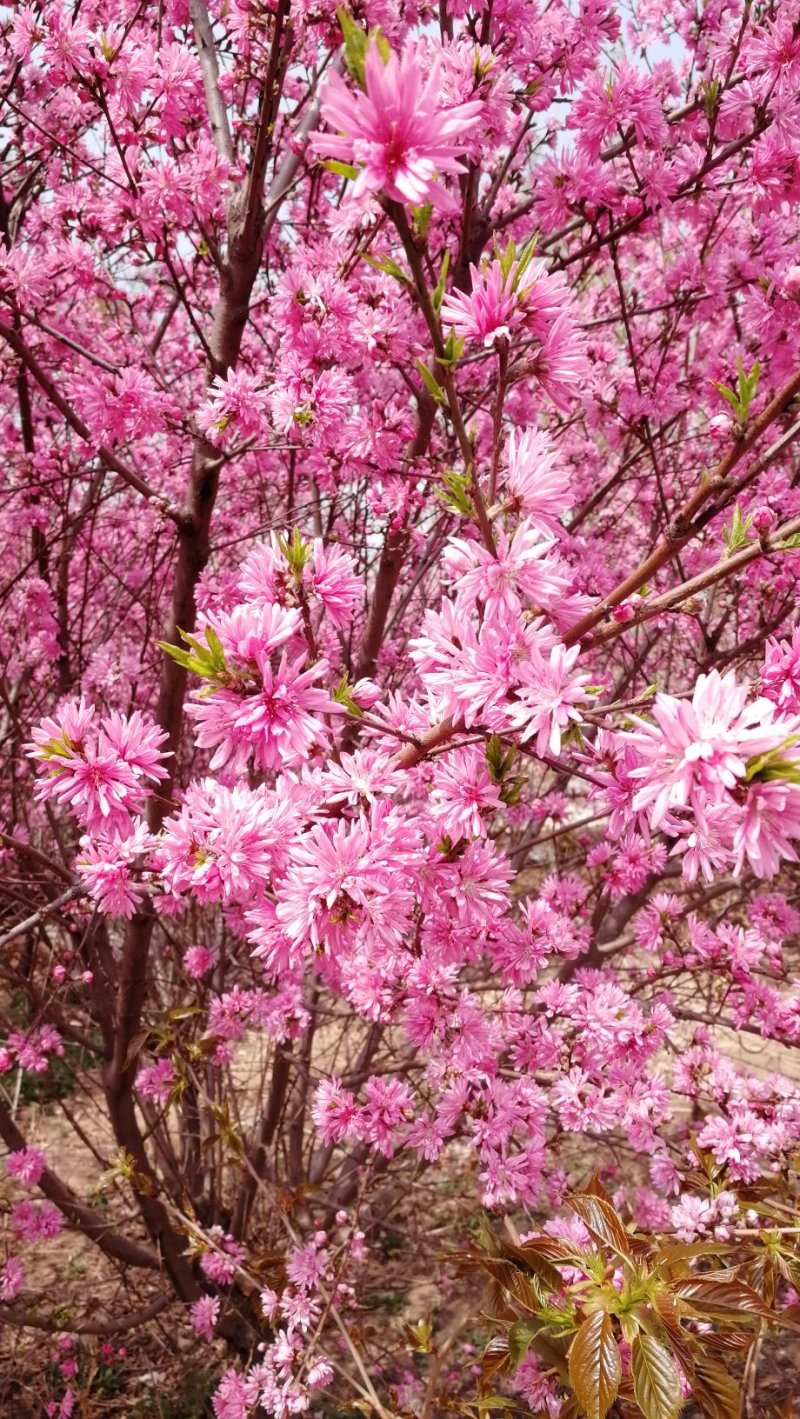 菊花碧桃，浙江菊花碧桃基地，8公分菊花碧桃价格