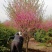 菊花碧桃，浙江菊花碧桃基地，8公分菊花碧桃价格