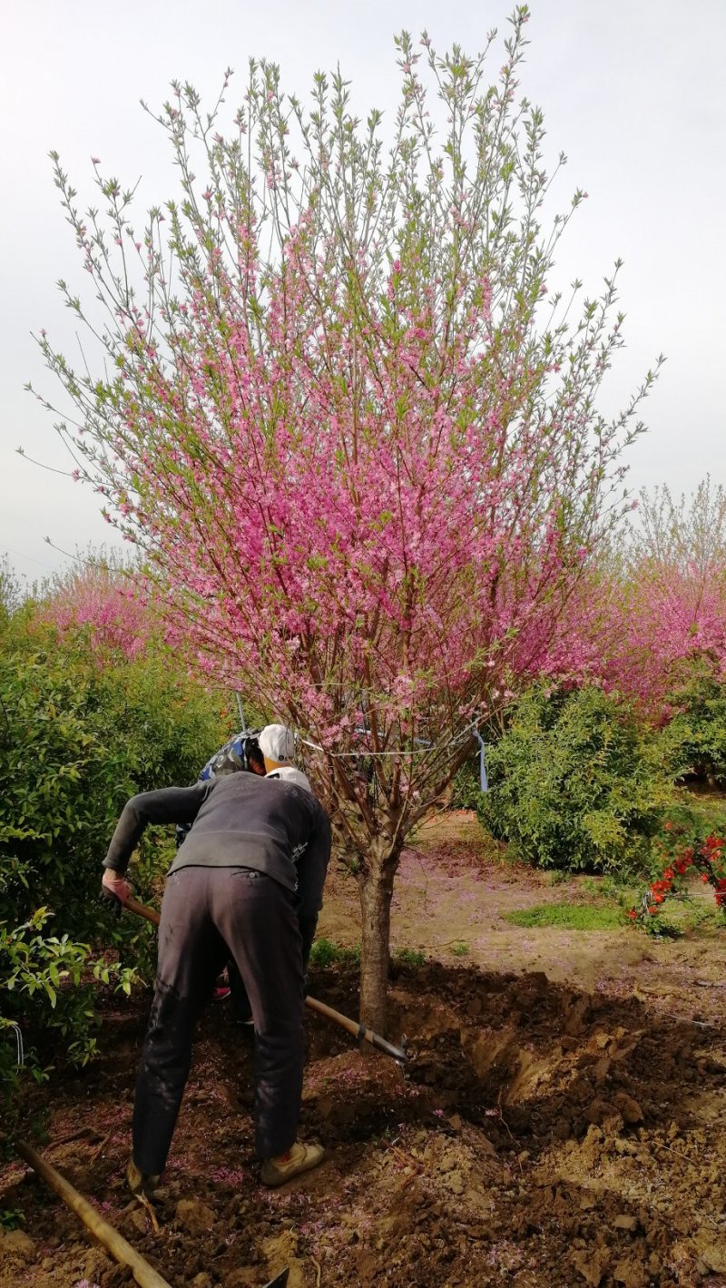 菊花碧桃，浙江菊花碧桃基地，8公分菊花碧桃价格