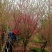 菊花碧桃，浙江菊花碧桃基地，8公分菊花碧桃价格
