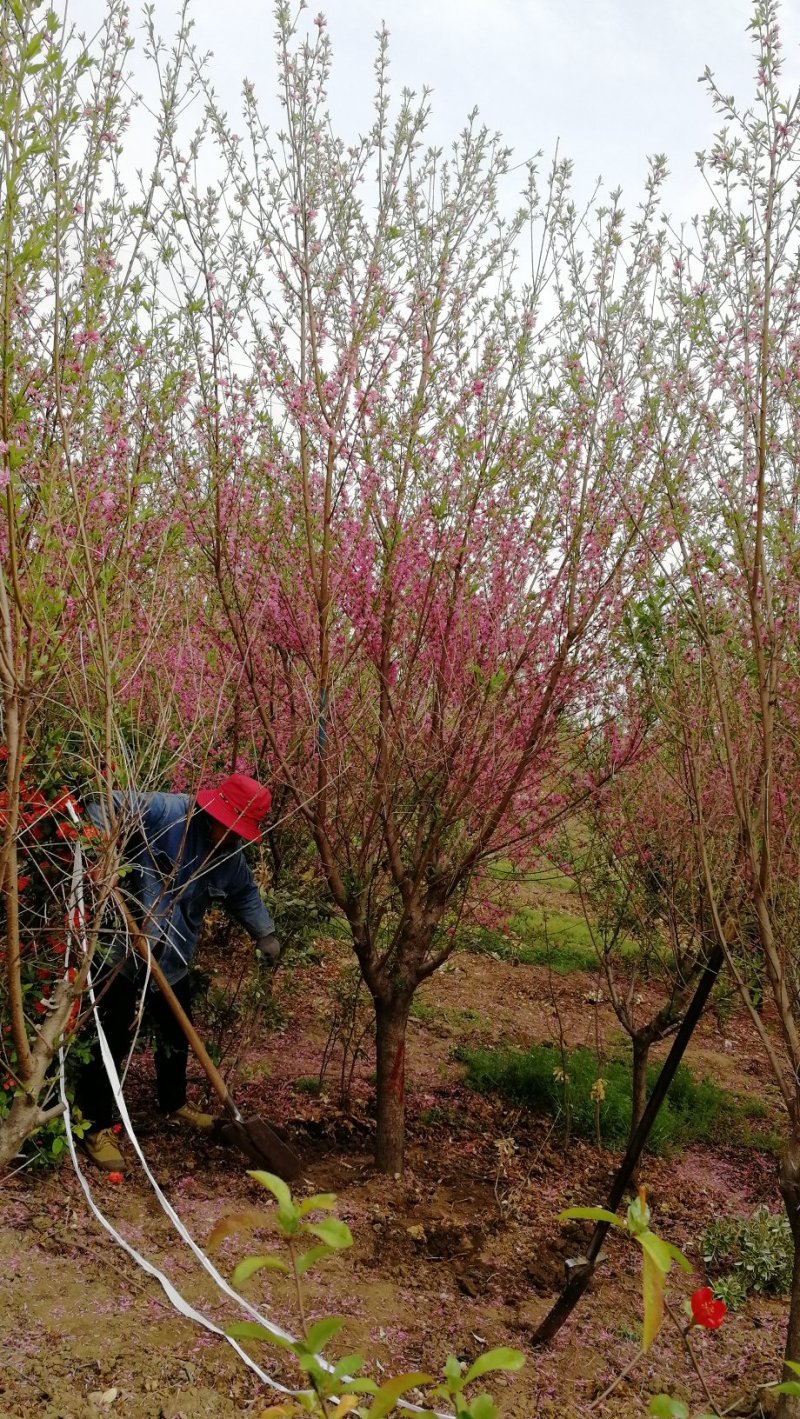 菊花碧桃，浙江菊花碧桃基地，8公分菊花碧桃价格