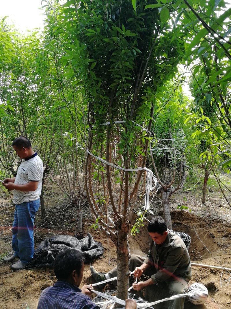 菊花碧桃，浙江菊花碧桃基地，8公分菊花碧桃价格