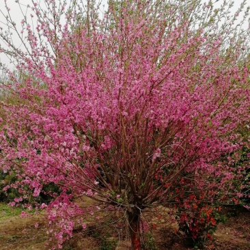 菊花碧桃，浙江菊花碧桃基地，8公分菊花碧桃价格