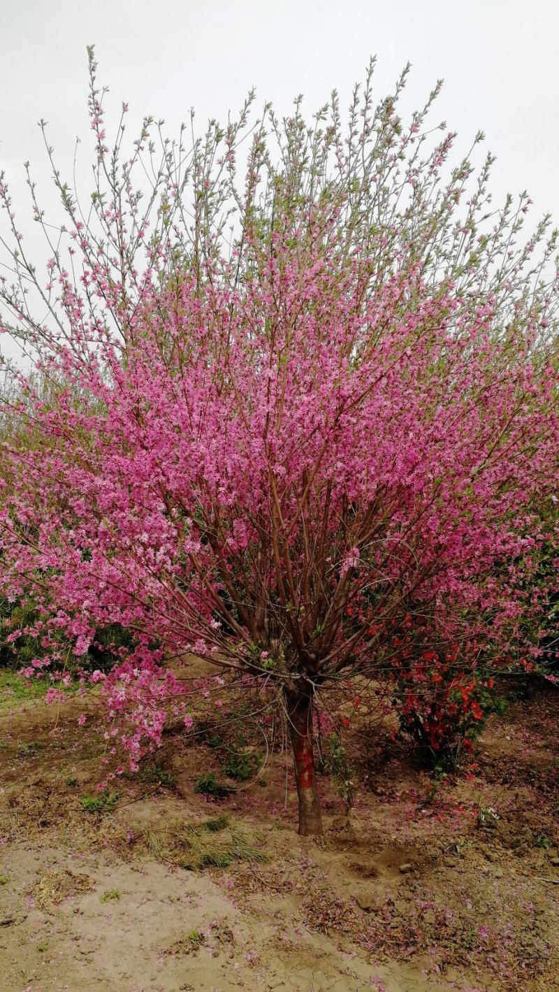 菊花碧桃，浙江菊花碧桃基地，8公分菊花碧桃价格