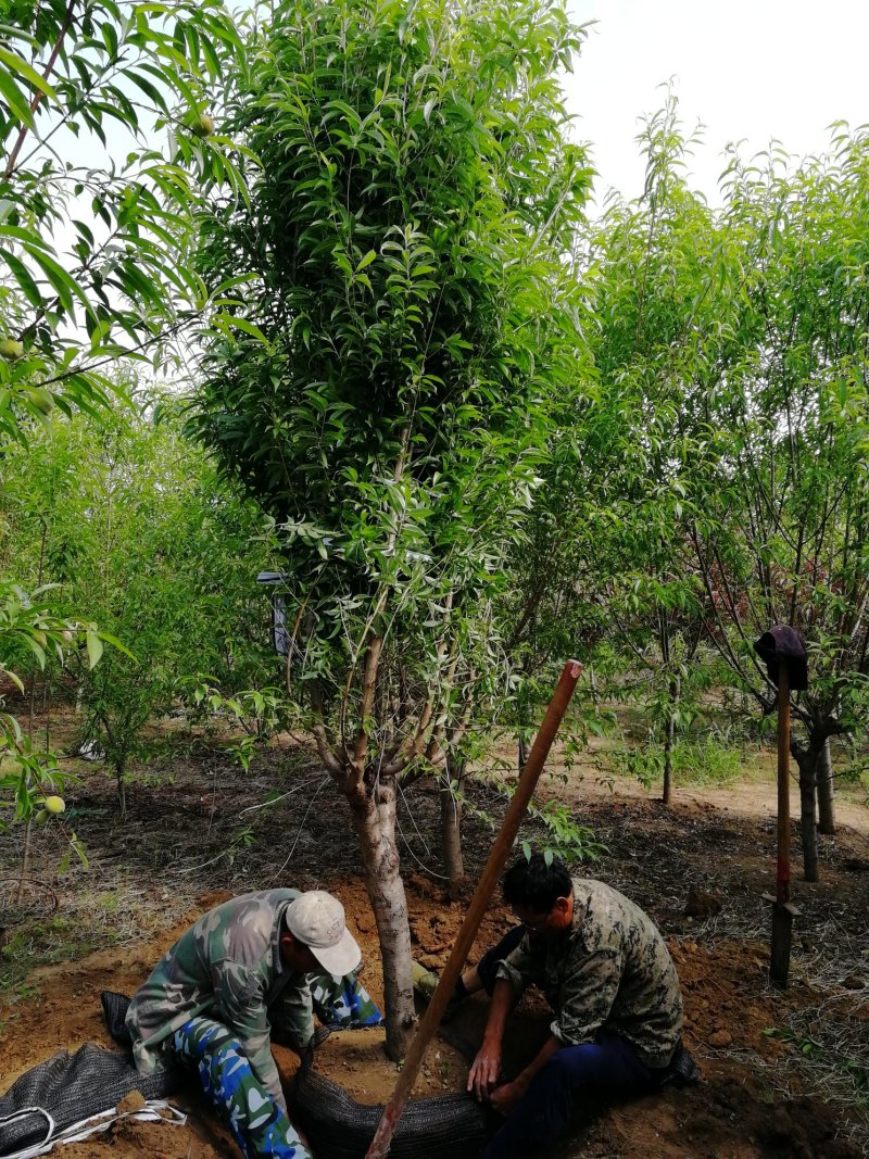 菊花碧桃，浙江菊花碧桃基地，8公分菊花碧桃价格