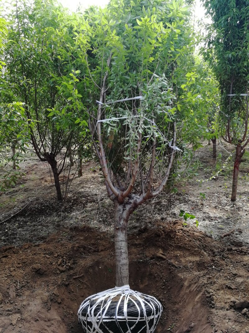 菊花碧桃，浙江菊花碧桃基地，8公分菊花碧桃价格