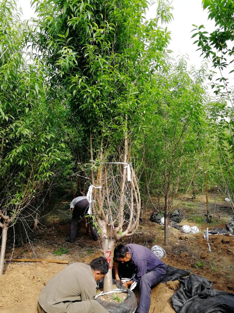 菊花碧桃，浙江菊花碧桃基地，8公分菊花碧桃价格
