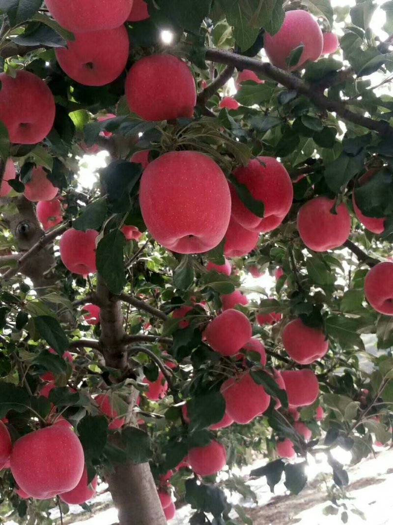 红富士苹果，纸袋，纸加膜，膜带75以上