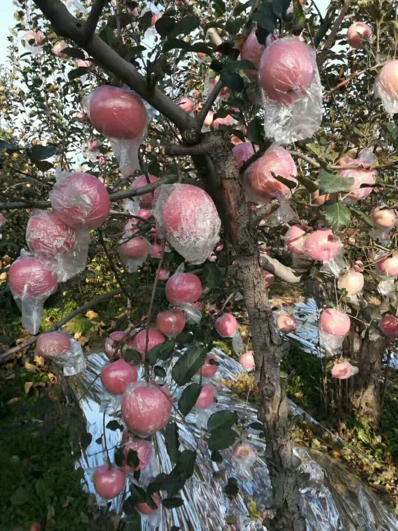 万荣纸加膜富士，大量上市，，价格合理。量大从优，可供超市