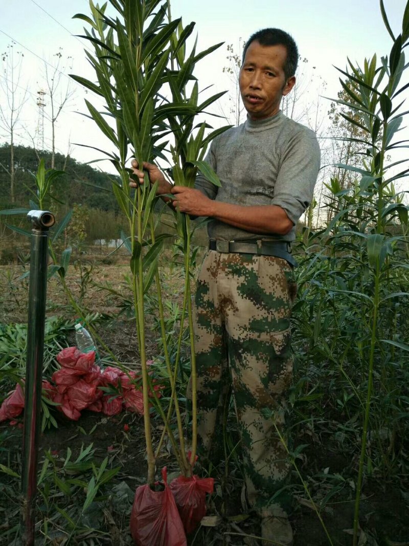 绿化苗木