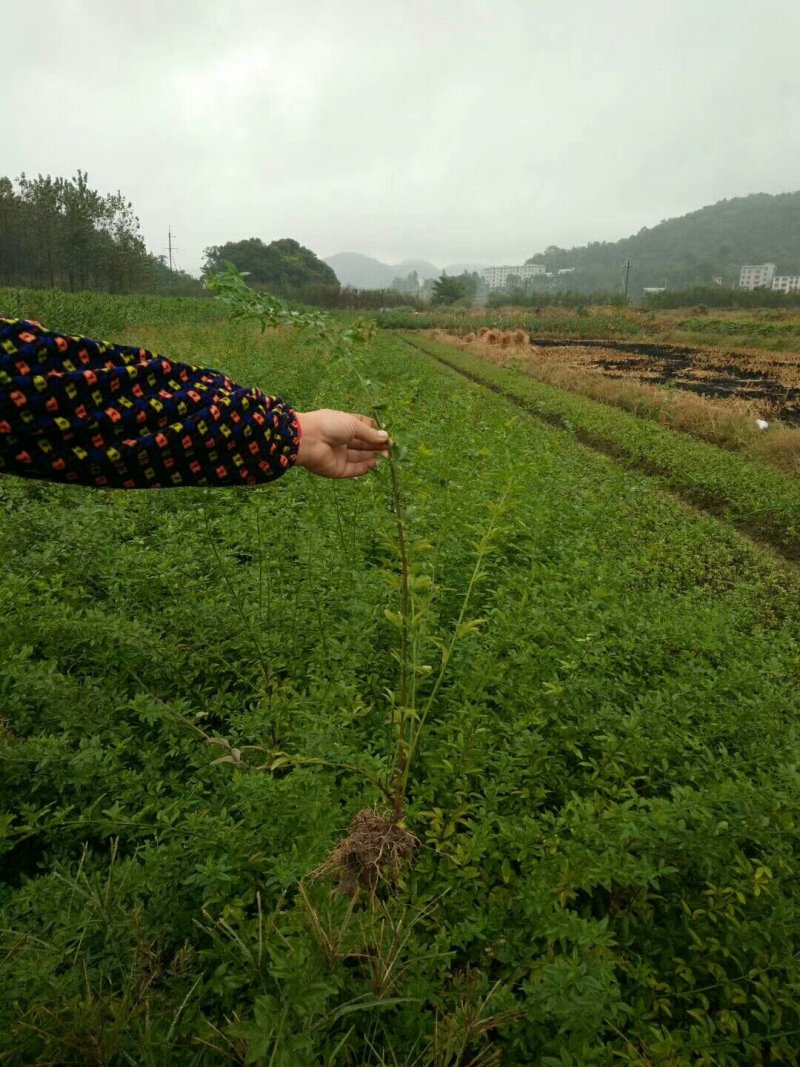 绿化苗木