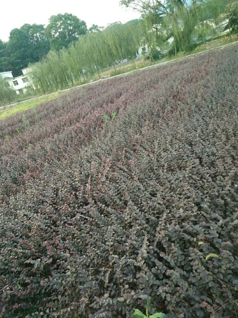 绿化苗木