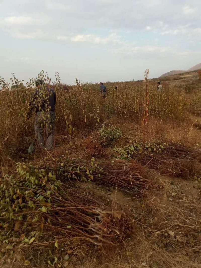 产地直销杏树苗自家苗圃种植，80厘米高，地径1公分的山杏