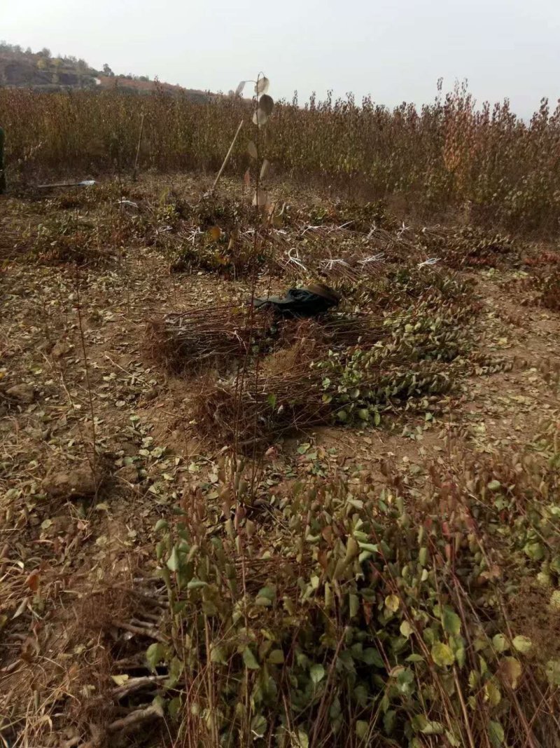 产地直销杏树苗自家苗圃种植，80厘米高，地径1公分的山杏